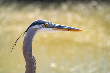 Obraz premium Portrait of Great blue heron (Ardea cinerea) 