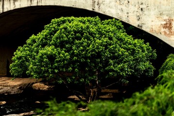Green tree with lush foliage grown under the arch of a bridge