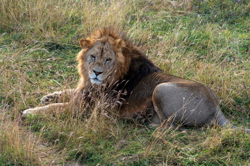Лев, Тайган.