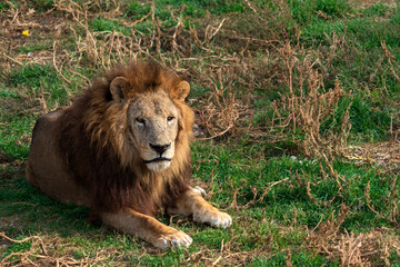 Лев, Тайган.