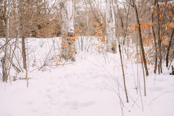 Winter forest. Snow covered forest. Cold winter day.