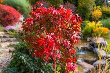 Fototapeta na wymiar A bush of bright red maple in the sun in autumn against a blurred background of the garden