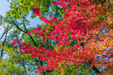 Autumn forest colors in Azerbaijan