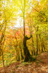 Fototapeta na wymiar Autumn forest colors in Azerbaijan
