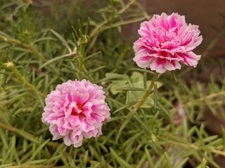 pink flower