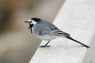 Bird, closeup, Macro of a Wagtail screaming 