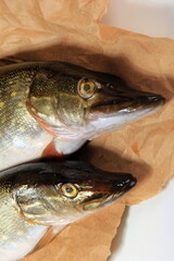 Freshly caught pike on a paper background. Fresh northern pike