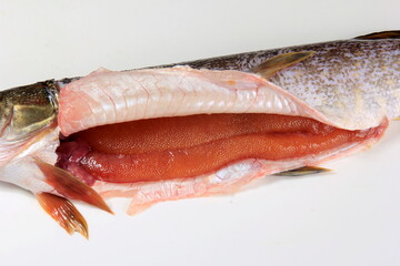 Open stomach of a pike with roe. Raw orange pike roe