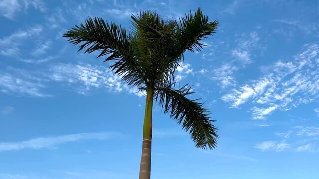 Palm trees against blue sky, Palm trees at tropical coast, coconut tree, summer tree.