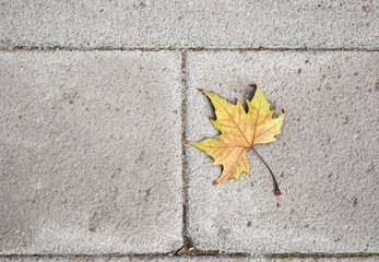 autumn maple leaf on the stone