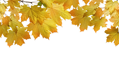 Isolated of hanging autumn yellow Maple leaves foliage, border