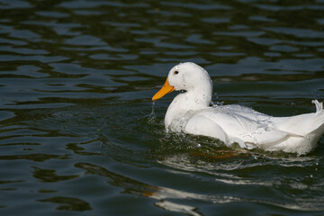 White duck splashing water on back
