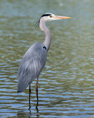 Close-up of a Grey heron in the shallow waters