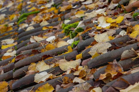 Close Up Of Autumn Leaves On Roof Tiles With Focus On Foreground