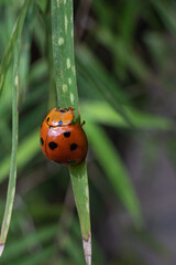 ladybug perched on a leaf