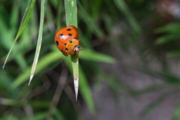ladybug perched on a leaf
