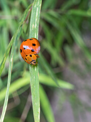 ladybug perched on a leaf