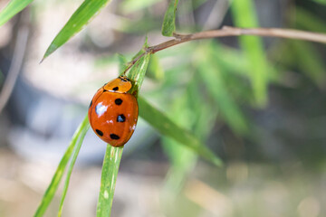 ladybug perched on a leaf