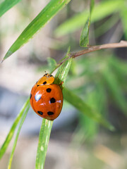 ladybug perched on a leaf