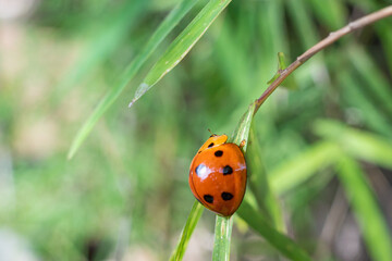 ladybug perched on a leaf