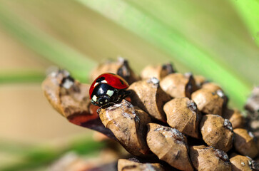 Ladybug sits on a pine cone in the forest. Insects are red-black.