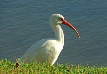 Obraz premium close up of a American White ibis with blue eyes and a pink beak wading in the wetlands at manatee sanctuary park in cape canavera,l florida