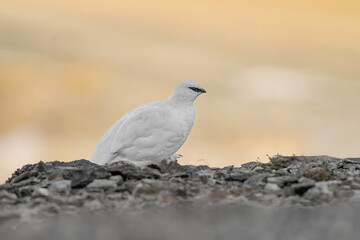 Fine art portrait of the Rock ptarmigan female at sunrise (Lagopus muta)