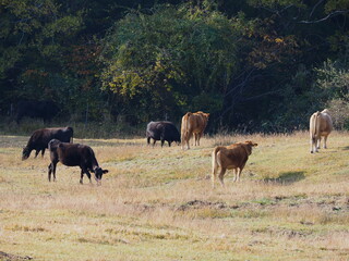 放牧されているジャージ牛たち