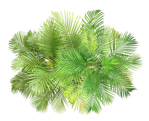 top view palm leaves tree isolated on transparent background png file