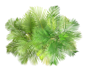 top view palm leaves tree isolated on transparent background png file