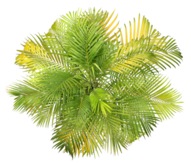 top view palm leaves tree isolated on transparent background png file