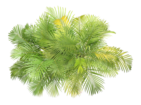 top view palm leaves tree isolated on transparent background png file