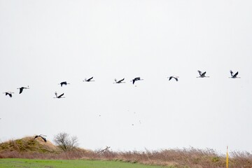 Kraniche im Formationsflug