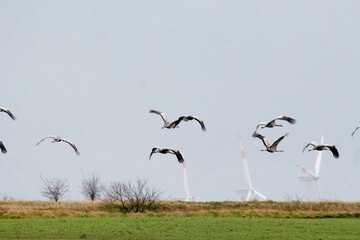 Kraniche im Formationsflug