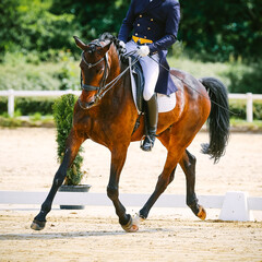 Dressage horse with rider in tournament, photographed at a trot with rider in tails..