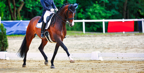 Horse Dressage horse photo from the front, photographed in competition at a trot with the front leg raised..