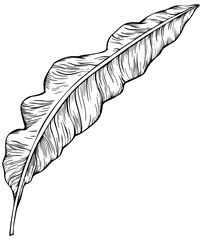 Tropical leaf. Hand drawn illustration isolated on white.