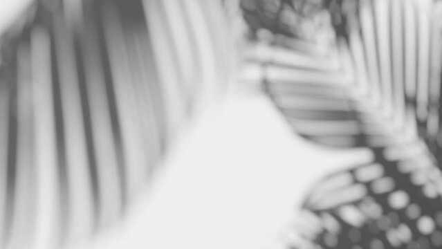 slow motion of gray shadow palm leaf in the wind blowing overlay on white wall background, concepts summer, black and white