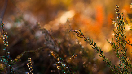Macro de bruyères sauvages aux fleurs fanées, dans un environnement aux teintes orangées