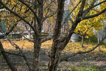 Obraz premium A magical landscape in the home garden