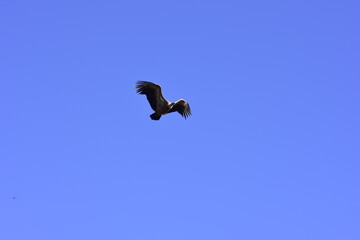 Vulture flying over the blue sky