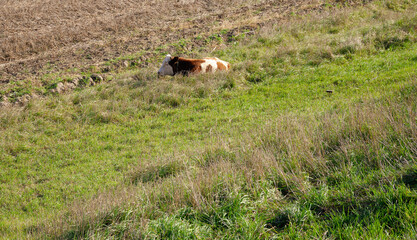 Cow in the pasture