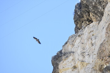 Fototapeta na wymiar Vulture flying over the blue sky