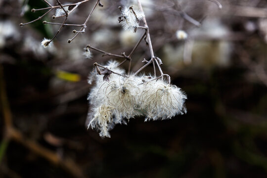 Fluff and seeds on a branch