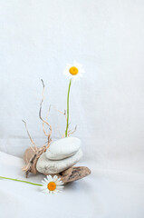 Composition of beautiful camomiles, driftwood and white pebbles on white background.