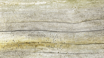Fototapeta Naturalne tło, tekstura starego suchego  pnia drzewa.  obraz