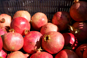 Juicy ripe pomegranate fruits on the market counter for juice. Pomegranate harvest on agricultural farm, vitamins, fruits, tropics concept.