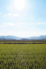 丹波篠山　11月の田園風景