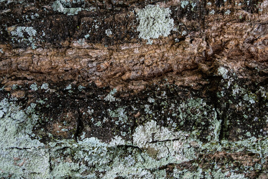 Tree back with mildew wallpaper and background texture