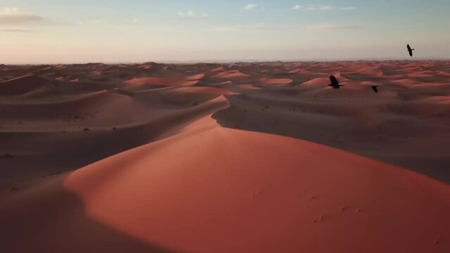 Aerial view on sand dunes and and flying black crows in Sahara desert at sunrise, Africa